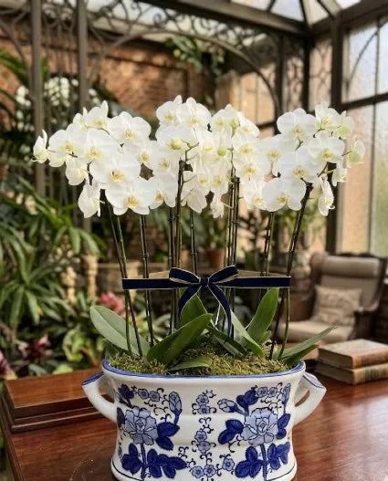 Orchid Garden