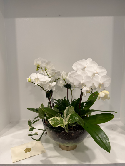The Botanical Legacy